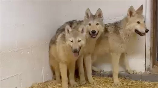 Mystery of wolf-type dogs solved with DNA test - BBC News