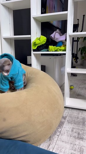 Danny wonders 😜#cute #dog #cat #doglife #catlife #reel #reels #reelsfb #fyp #foryoupage #AmaZing #life #style #fypシ゚viralシ #fypシ #fypシ゚vir #trend #trending | Deni Mani