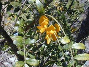 Sophora chrysophylla - Alchetron, The Free Social Encyclopedia