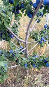 1.2K views · 109 reactions | This plum tree has never had even a blossom. This year 朗 | Rick Dancer | Facebook