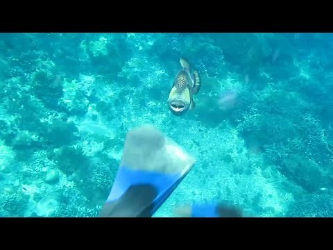 Titan trigger fish attack