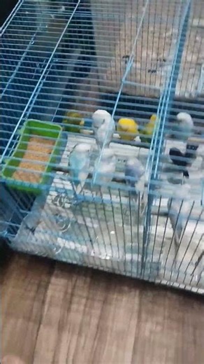 little birds parrot,mouse and fish in market #viralreels #viralshorts #followers #birds