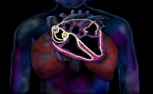 The Cardiovascular System: The Conduction System