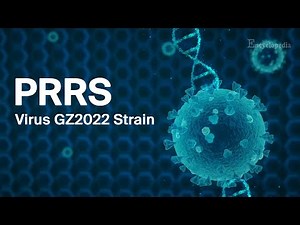 【Veterinary Sciences】Porcine Reproductive and Respiratory Syndrome Virus GZ2022 Strain