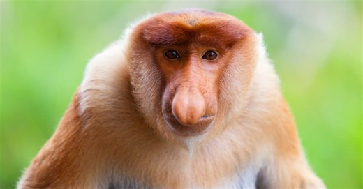Meet the Biggest Monkeys on the Planet