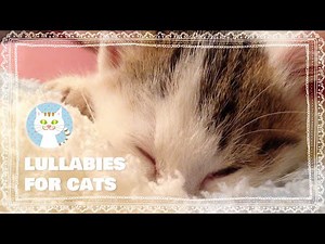 [Music for Cats] Gentle music box music to relax your cat. Kitten's gesture is also cute.
