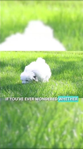 Cavapoo Size Guide Part 1