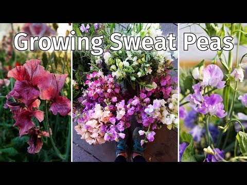Growing Sweet Peas | Planting and Growing for Lush Beautiful Fragrant Blooms.