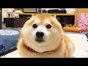 the surprised Shibe's face is too round