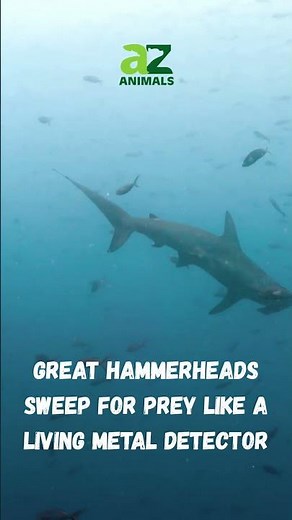 The Great Hammerhead Hunts Like a Living Metal Detector