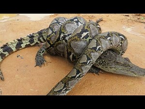 How does a boa constrictor strangle its prey?