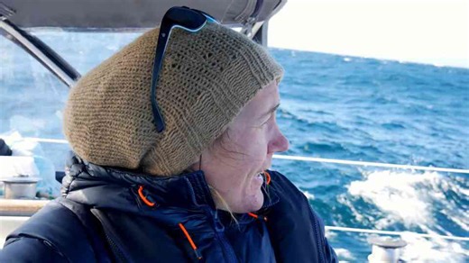 Sailing Interrupted… by a Baby Orca!