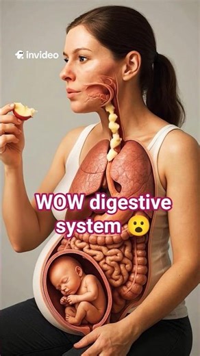 How Food Reaches the Baby in Womb | Human Digestive System & Pregnancy Explained