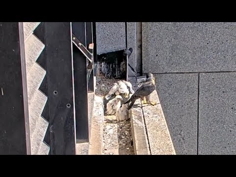 Big chick crawl in the nest | 367 Collins Falcons | Oct 18, 2025