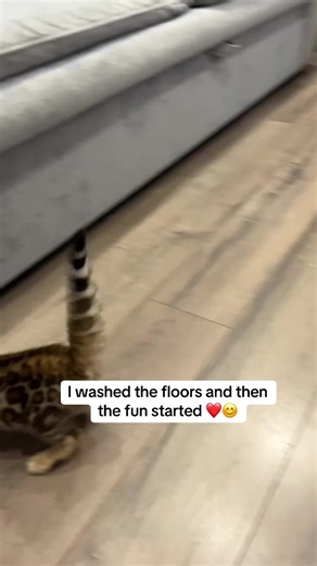 I washed the floors and then the fun started 🤭❤️ #bengallove #bengalcat #catsoftiktok #bengalkitten #kittensoftiktok