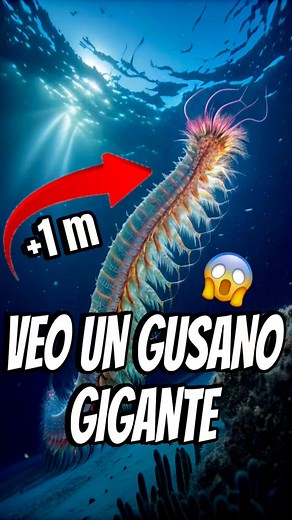 486K views · 10K reactions | Top 5 animales marinos que he visto de noche en las profundidades del océano mientras hacía snorkeling 錄#canarias #playa #naturaleza #aventura #viajes #curiosidades #miedo #talasofobia #peces | Charquitocanario - Animales del fondo marino | Facebook