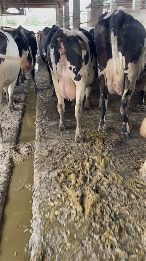 Full dairy farm Pure animal Fresh milking Milking plus pregnant 03042928053 | Captain Dairy Farm