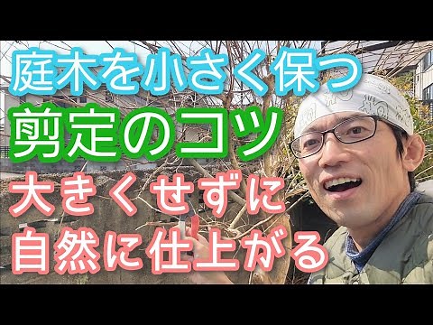 【庭木を小さく保つ剪定】お手入れのコツ8点を実演解説します(2024年4月)🌳🌿
