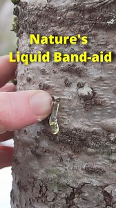 745K views · 3.9K reactions | Balsam Fir Resin is a great bushcraft first aid and band aid. #bushcraft #survival #maine #balsamfir | Son of a Bear Herbs | Facebook