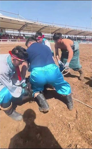 Mongolian Wild Horse Lassoing and Training Competition