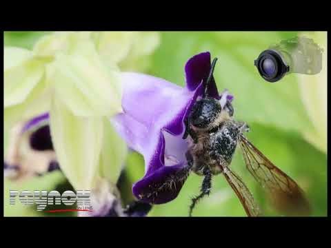 Raynox DCR 150 & DCR 250 - vägen in i den fantastiska makrovärlden