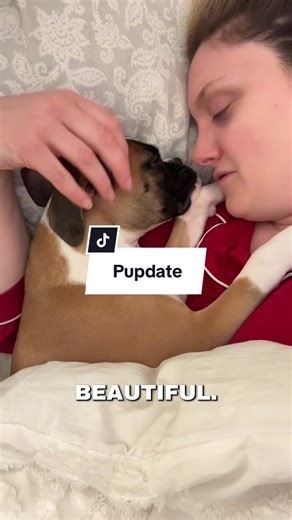 18-Week Boxer Puppy Update: Cute Milestones