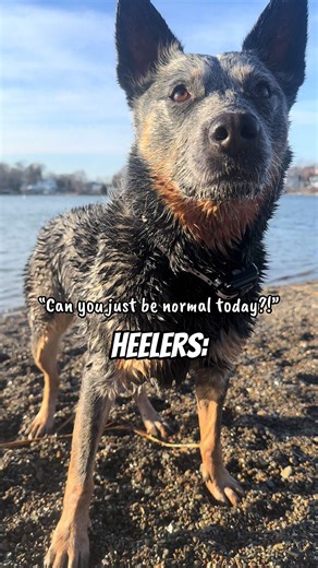 Understanding Blue Heelers: The Unhinged Side of Cattledogs