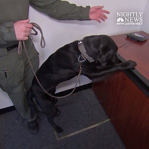 WATCH: Meet Iris, an FBI dog who is part of a new canine force -- dogs who know the distinctive aroma of stored data. See the story this Sunday on NBC Nightly News with Lester Holt. | NBC Nightly News with Tom Llamas