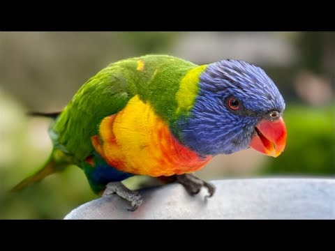 The Bird Breakfast in Australia | Cockatoo, Magpie, King Parrot & Kookaburra