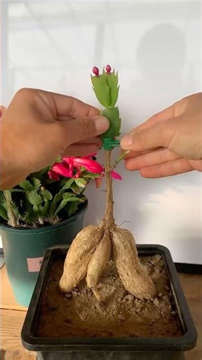 Useful tips for your cactus 🌵