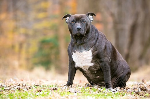 Mein Hund ist zu dick: Gesund abnehmen | zooplus Magazine