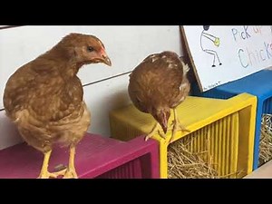 50+ Surprising Nesting Box Ideas