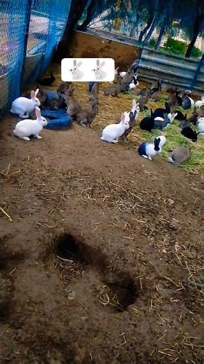 cute and smile 🐇 🐇 reaction and rabbit eating the carrot #rabits #youtube #sillyrabbit