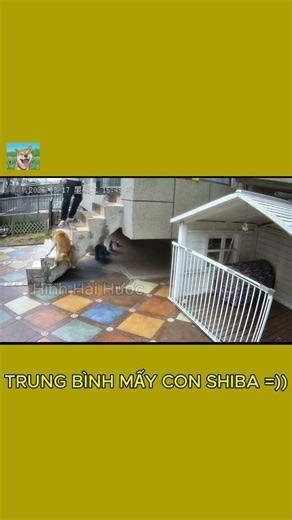 AI MUỐN NUÔI SHIBA KHÔNG =)) | HÌNH HÀI HƯỚC | PHẦN 112