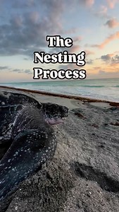 2K views · 3.3K reactions | It’s that time of year when thousands of...