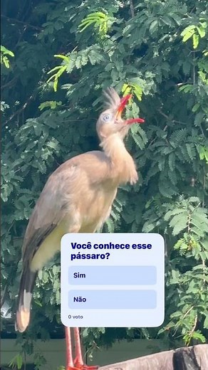 Você nunca viu uma seriema desse jeito #siriema #wildlife #brasil