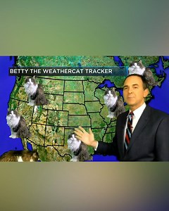 661K views · 197 reactions | She might not have a meteorology degree, but Betty the Weather Cat is our favorite weather personality. ⛈ 10tampabay.com | 10 Tampa Bay | Facebook