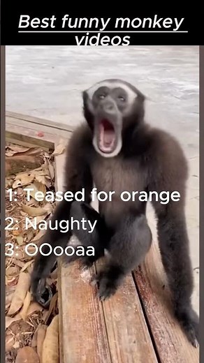 Top 5 best funny monkey videos ranked || Try not to laugh #shorts