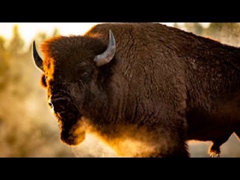 FACING THE STORM: STORY OF THE AMERICAN BISON 🌍 Full Exclusive Nature Documentary 🌍 English HD 2022