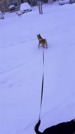 Jumping Through Snow: Adorable Shiba Inu Moments