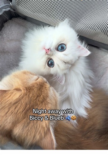 Lil weekend adventure with the girls | cat bug