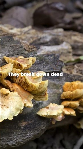 The Secret Role of Fungi in Ecosystems