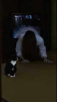 The Ring Sadako Meets Her Match #cat