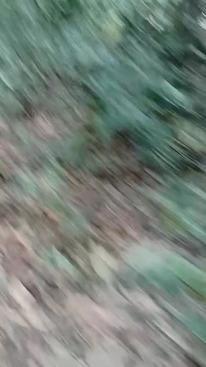 15K views · 100 reactions | leuweung sepi mun tengah poe tapi tong di anggap euweuh sato. tetep kudu selalu waspada Part 14 | Mang Sadung Euy | Facebook