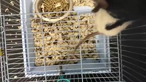 5.4K views · 89 reactions | UPDATE: All rats are going to a specialized rat rescue group! Thank you all! We have several very sweet rats available. We would love these little ones to end up in a classroom for educational purposes. They are extremely social and friendly. Adoption fees are waived for any teachers who would like to add these critters to their classes! These guys are absolutely not to be used as feeders. #ccgov | Cecil County Animal Services | Facebook