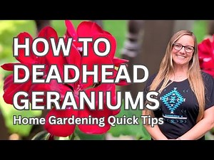 Deadheading Geraniums for 🏵️ BLOOMS all summer long! 🏵️ Home gardening quick tips 💚