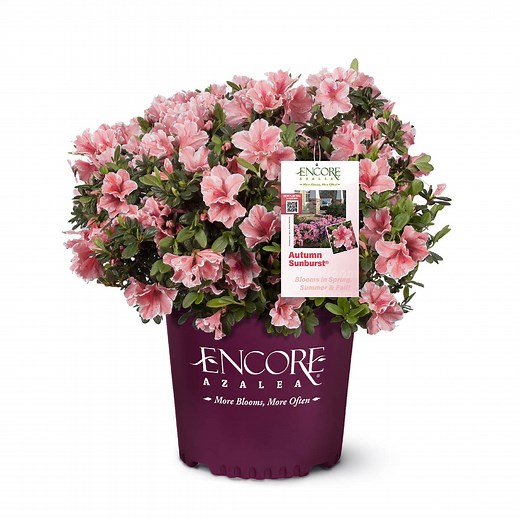 Autumn Sunburst Encore Azalea | Shop Online