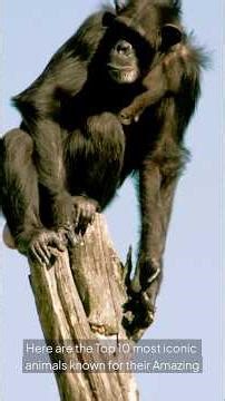 Top 10 Most Iconic Animals Known for Their Building Skills. #Builders #Animals #Wildlife #Facts