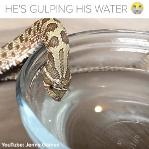 Dare I say that snakes are cute? via: youtube.com/channel/UCzt8j2oNWY29DD9TG9mhMmw | BuzzFeed Animals