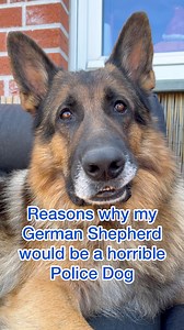 498K views · 23K reactions | Reasons why my German Shepherd Strider would be a terrible police dog | Strider The German Shepherd | Facebook
